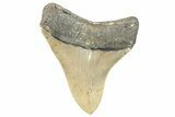 Serrated, Fossil Megalodon Tooth - North Carolina #272410-1